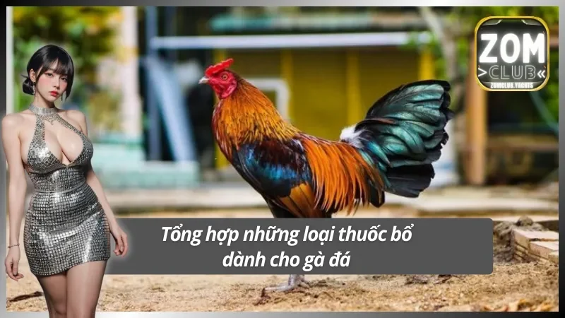 Tổng hợp những loại thuốc bổ nên dùng cho gà đá
