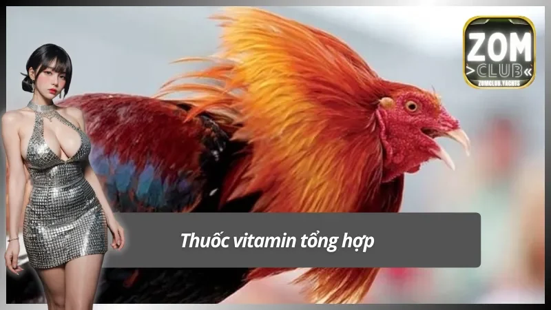 Cách nuôi gà đá bằng thuốc vitamin tổng hợp