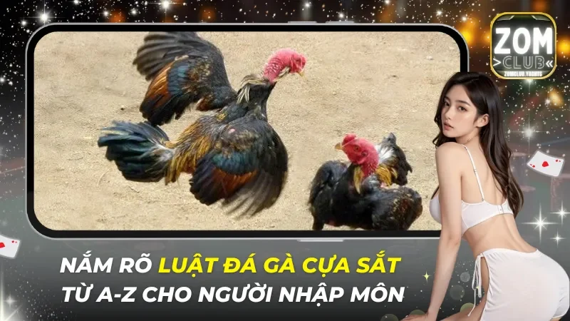 Luật Đá Gà Cựa Sắt